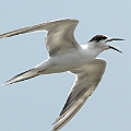 Common Tern<br />Canon EOS 7D + EF300 F2.8L III + EF1.4xII
